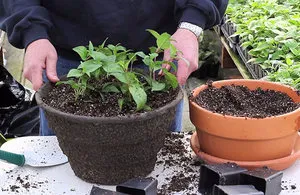 Subtilitățile de îngrijire pentru fuchsia în casă (condiții) Subtilitățile de îngrijire pentru fuchsia în casă