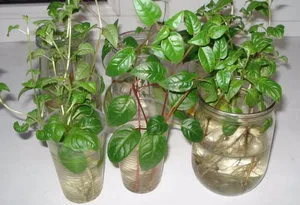 Subtilitățile de îngrijire la fuchsia acasă (fuchsia) Subtilitățile de îngrijire pentru fuchsia în casă