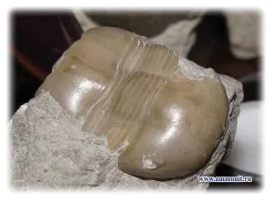 Trilobiții - artropode fosili ale erei paleozoic (paleontologie) Trilobiții - artropode fosili ale erei paleozoic