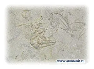 Trilobiții - artropode fosili ale erei paleozoic (paleontologie) Trilobiții - artropode fosili ale erei paleozoic