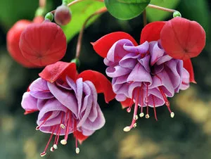 Subtilitățile de îngrijire pentru fuchsia în casă (îngrijire) Subtilitățile de îngrijire pentru fuchsia în casă
