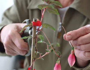 Subtilitățile de îngrijire pentru fuchsia în casă (condiții) Subtilitățile de îngrijire pentru fuchsia în casă