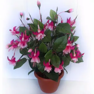 Subtilitățile de îngrijire la fuchsia acasă (fuchsia) Subtilitățile de îngrijire pentru fuchsia în casă