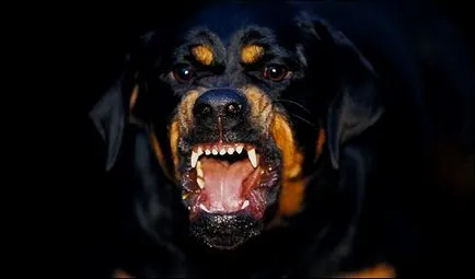 Top 10 cele mai rele câine din lume (câine) Top 10 cele mai rele câine din lume