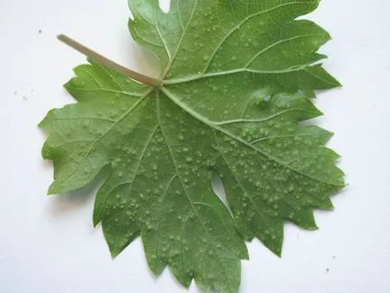 Thrips cu privire la caracteristicile și tipurile de Plante de casa, cum să lupte, fotografie triopsov