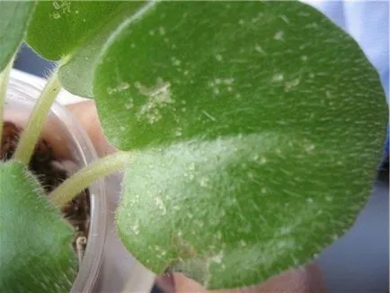 Thrips cu privire la caracteristicile și tipurile de Plante de casa, cum să lupte, fotografie triopsov