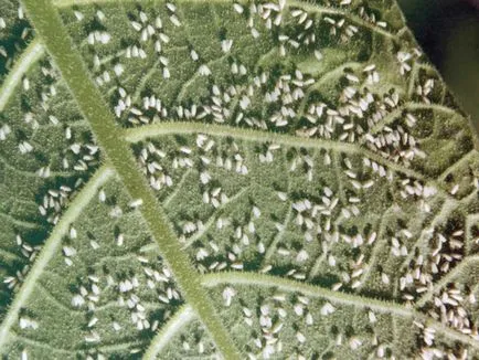 Thrips cu privire la caracteristicile și tipurile de Plante de casa, cum să lupte, fotografie triopsov