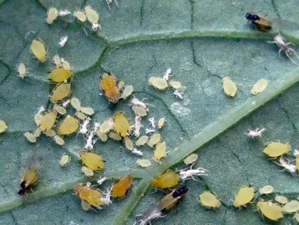 Thrips cu privire la caracteristicile și tipurile de Plante de casa, cum să lupte, fotografie triopsov