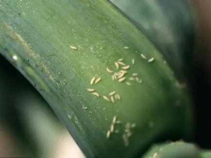 Thrips cu privire la caracteristicile și tipurile de Plante de casa, cum să lupte, fotografie triopsov