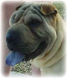 Care câine limba violet