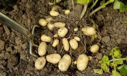 fertilizare