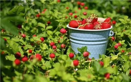 fertilizare