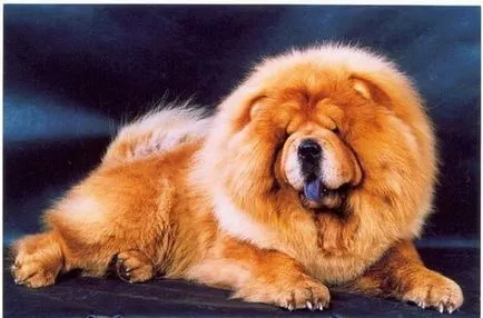 Care câine limba violet