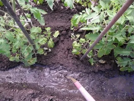 Fertilizator pentru răsadurilor de tomate