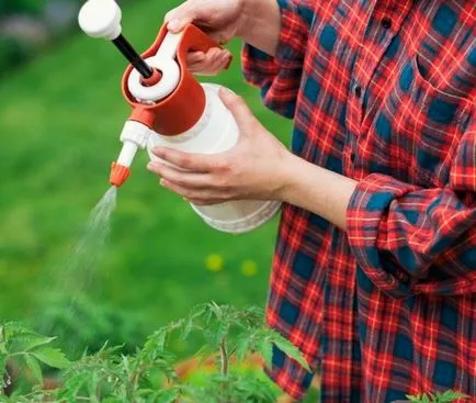 Fertilizator pentru răsadurilor de tomate