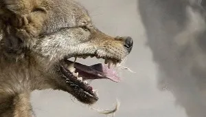 Muscata de un câine ce să facă primul ajutor (primul) Muscata de un câine ce să facă primul ajutor