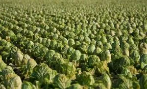 Harvest varză în grădina ta ce secretele și particularitățile de creștere de peste mări