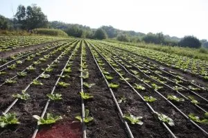 Harvest varză în grădina ta ce secretele și particularitățile de creștere de peste mări