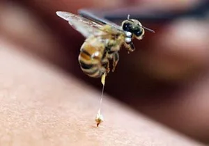 Intepaturi de albina ce să facă acasă și cum să acorde primul ajutor