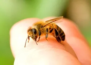 Intepaturi de albina ce să facă acasă și cum să acorde primul ajutor
