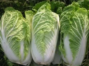 Harvest varză în grădina ta ce secretele și particularitățile de creștere de peste mări