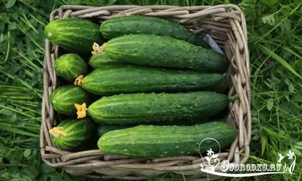 sere castraveti recoltând soiuri - alege cele mai bune