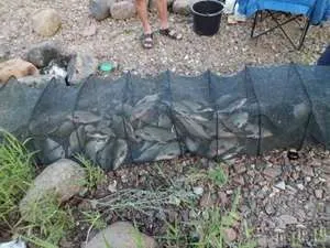 Aflați cum să construiască un alimentator de a face față cu propriile lor mâini (puteți prinde aproape) Aflați cum să construiască un alimentator de a face față cu propriile lor mâini