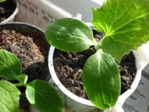 Grija pentru castraveți în teren deschis (sol) Grija pentru castraveți în teren deschis
