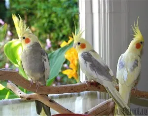 Îngrijire, întreținere și papagali hrănire papagalul (papagalul) Îngrijire, întreținere și hrănire papagalul papagal
