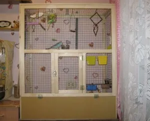 Îngrijire, întreținere și hrănire papagalul papagal (îngrijire papagal papagalul și întreținere) Îngrijire, întreținere și hrănire papagalul papagal