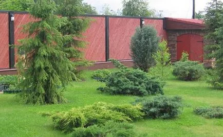 conifere Evergreen cum să planteze în mod corespunzător o molid pe site-ul (site-ul) conifere Evergreen cum să planteze în mod corespunzător un molid în zona