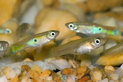 Îngrijire fry guppy păstra în cazul în care cuprind decât hrana pentru animale
