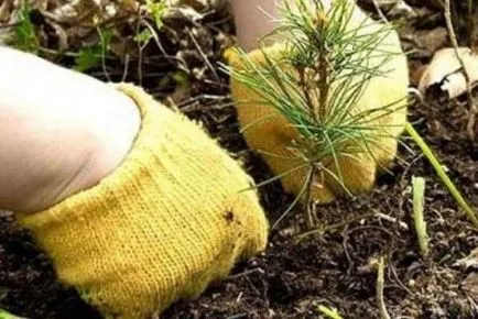 conifere Evergreen cum să planteze un brad la locul (plante) conifere Evergreen cum să planteze în mod corespunzător un molid în zona