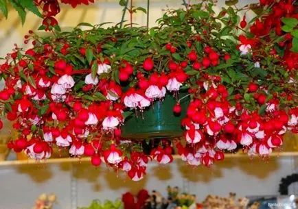 Îngrijire la domiciliu pentru fucsia - plantarea și îngrijirea de creștere Fuchsia, udare și boala