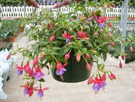 Îngrijire la domiciliu pentru fucsia - plantarea și îngrijirea de creștere Fuchsia, udare și boala