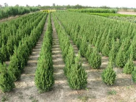 conifere Evergreen cum să planteze un brad la locul (brad) conifere Evergreen cum să planteze în mod corespunzător un molid în zona