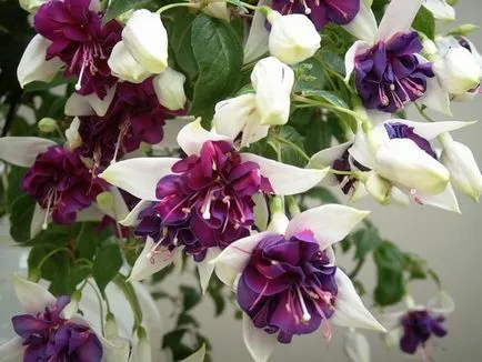 Îngrijire la domiciliu pentru fucsia - plantarea și îngrijirea de creștere Fuchsia, udare și boala
