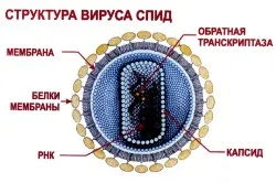 Tipuri de clasificare imunitate și caracteristici, circuitul (video)