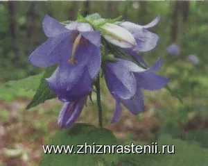 Specii de plante kolokolchikovzhizn
