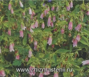 Specii de plante kolokolchikovzhizn