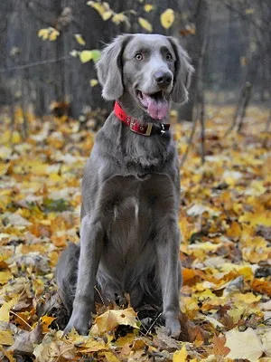 Weimaraner câine foto și video standard al rasei, vânătoare weimaraner, cu părul lung și albastru
