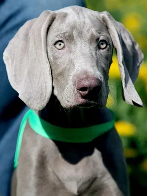 Weimaraner câine foto și video standard al rasei, vânătoare weimaraner, cu părul lung și albastru
