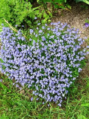 Specii și soiuri de flori clopote fotografie, cultivarea și propagarea clopoței
