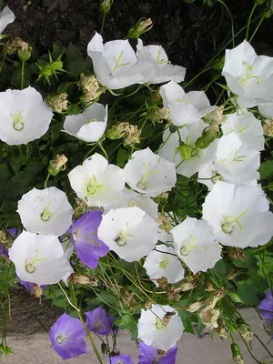 Specii și soiuri de flori clopote fotografie, cultivarea și propagarea clopoței