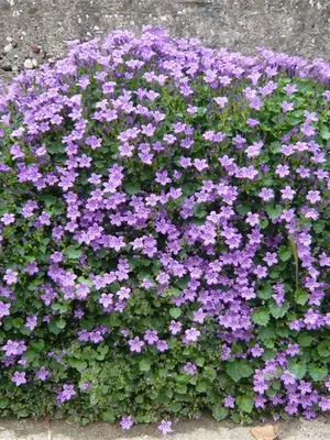 Specii și soiuri de flori clopote fotografie, cultivarea și propagarea clopoței