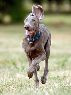 Weimaraner câine foto și video standard al rasei, vânătoare weimaraner, cu părul lung și albastru