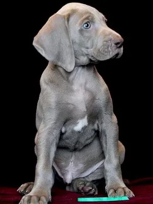Weimaraner câine foto și video standard al rasei, vânătoare weimaraner, cu părul lung și albastru