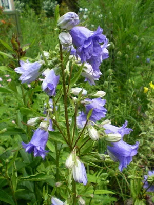 Specii și soiuri de flori clopote fotografie, cultivarea și propagarea clopoței