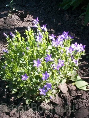 Specii și soiuri de flori clopote fotografie, cultivarea și propagarea clopoței