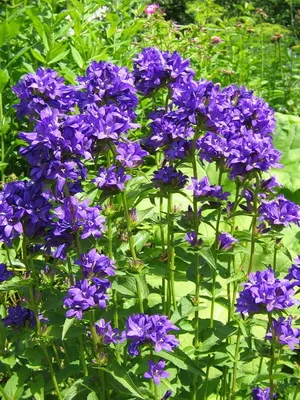 Specii și soiuri de flori clopote fotografie, cultivarea și propagarea clopoței
